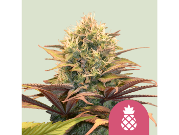 KÖNIGLICHE KÖNIGIN SAMEN - ANANAS KUSH FEM