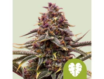 ROYAL QUEEN SEEDS - PINK MIST AUTO FEM