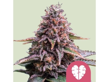 ROYAL QUEEN SEEDS - PINK MIST FEM