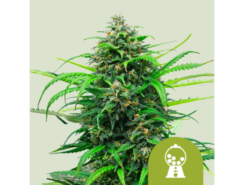 ROYAL QUEEN SEEDS - ROSA RUNTZ AUTO FEM (USA PREMIUM)