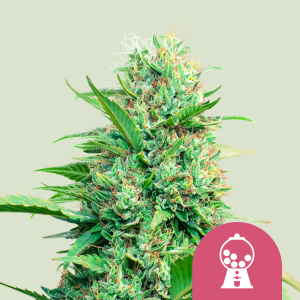 ROYAL QUEEN SEEDS - PINK RUNTZ FEM (USA PREMIUM)