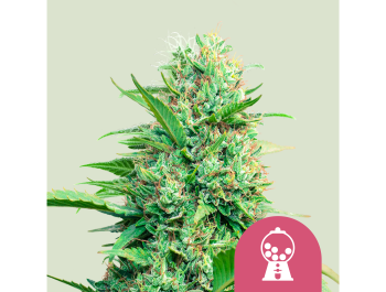 ROYAL QUEEN SEEDS - PINK RUNTZ FEM (USA PREMIUM)