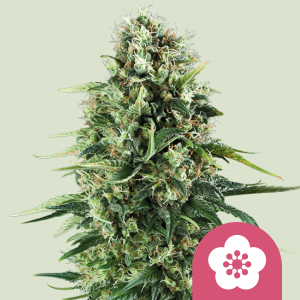 ROYAL QUEEN SEEDS - POWER FLOWER FEM