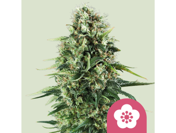 ROYAL QUEEN SEEDS - POWER FLOWER FEM