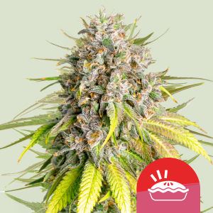 ROYAL QUEEN SEEDS - PUNCH PIE FEM (TYSON SEEDS)