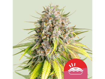 ROYAL QUEEN SEEDS - PUNCH PIE FEM (TYSON SEEDS)