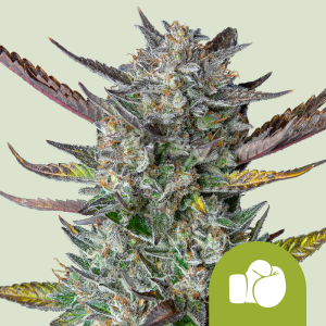 ROYAL QUEEN SEEDS - PURPLE PUNCH AUTOMATIC FEM (USA PREMIUM)