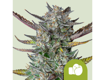 ROYAL QUEEN SEEDS - PURPLE PUNCH AUTOMATIC FEM (USA PREMIUM)