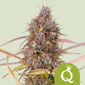 ROYAL QUEEN SEEDS - PURPLE QUEEN AUTOMATIC (USA PREMIUM)