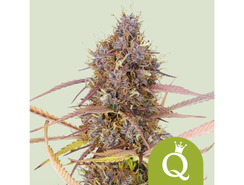 ROYAL QUEEN SEEDS - PURPLE QUEEN AUTOMATIC (USA PREMIUM)