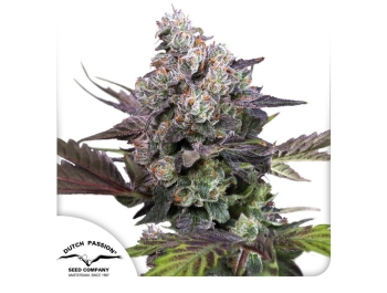 DUTCH PASSION - CANDY BUBATZ XL FEM