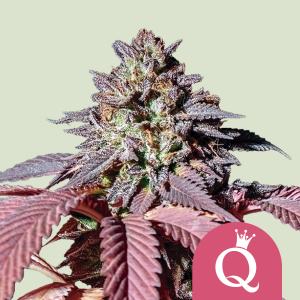 ROYAL QUEEN SEEDS - PURPLE QUEEN FEM (USA PREMIUM)