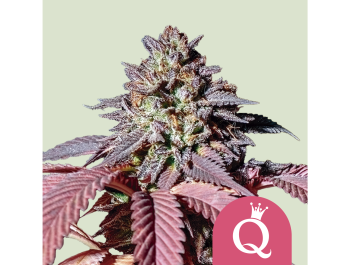 ROYAL QUEEN SEEDS - PURPLE QUEEN FEM (USA PREMIUM)
