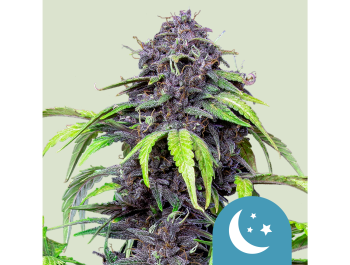ROYAL QUEEN SEEDS - PURPLEMATIC CBD AUTO