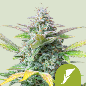 ROYAL QUEEN SAMEN - QUICK ONE AUTO