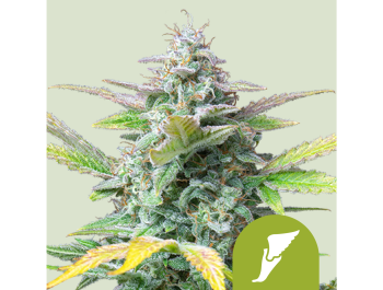 ROYAL QUEEN SAMEN - QUICK ONE AUTO