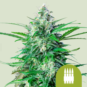 ROYAL QUEEN SEEDS - ROYAL AK AUTOMATIC