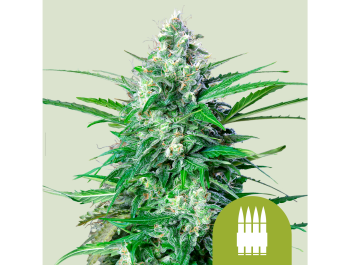 ROYAL QUEEN SEEDS - ROYAL AK AUTOMATIC