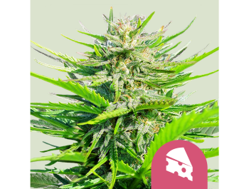 ROYAL QUEEN SEEDS - ROYAL CHEESE FAST FLOWERING FEM