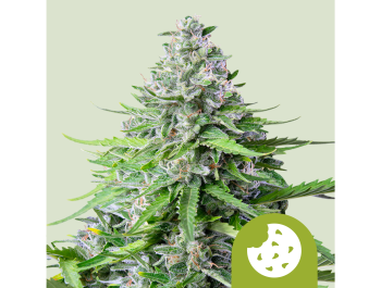 ROYAL QUEEN SEEDS - KÖNIGLICHE KEKSE AUTOMATISCH