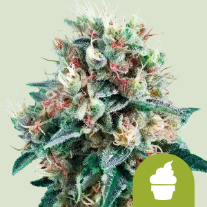 ROYAL QUEEN SEEDS - ROYAL CREAMATIC AUTO