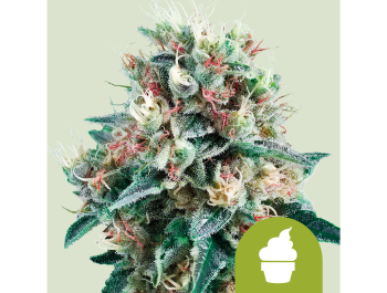 ROYAL QUEEN SEEDS - ROYAL CREAMATIC AUTO