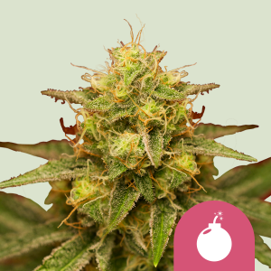 ROYAL QUEEN SEEDS - ROYAL DOMINA FEM