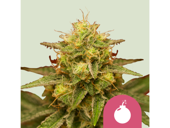 ROYAL QUEEN SEEDS - ROYAL DOMINA FEM