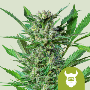 ROYAL QUEEN SEEDS - ROYAL DWARF AUTO