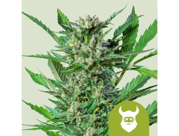ROYAL QUEEN SEEDS - ROYAL DWARF AUTO