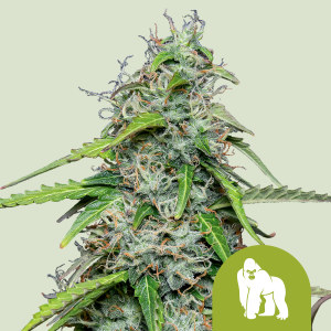 ROYAL QUEEN SEEDS - ROYAL GORILLA AUTOMATIC FEM (USA PREMIUM)