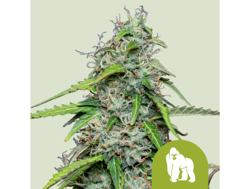 ROYAL QUEEN SEEDS - ROYAL GORILLA AUTOMATIC FEM (USA PREMIUM)