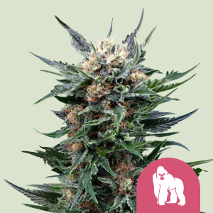 ROYAL QUEEN SEEDS - ROYAL GORILLA FEM (USA PREMIUM)