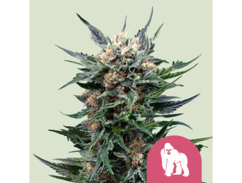ROYAL QUEEN SEEDS - ROYAL GORILLA FEM (USA PREMIUM)