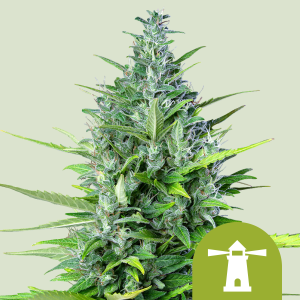 ROYAL QUEEN SEEDS - ROYAL HAZE AUTOMATIC FEM
