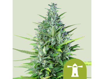 ROYAL QUEEN SEEDS - ROYAL HAZE AUTOMATIC FEM