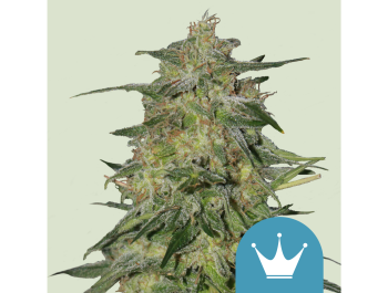 ROYAL QUEEN SEEDS - ROYAL HIGHNESS CBD FEM