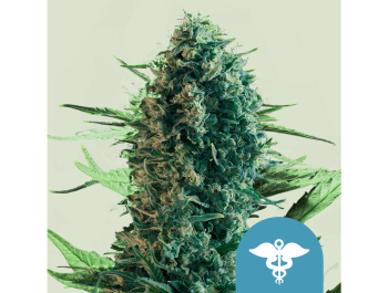 ROYAL QUEEN SEEDS - ROYAL MEDIC CBD FEM