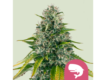 ROYAL QUEEN SEEDS - ROYAL MOBY FEM