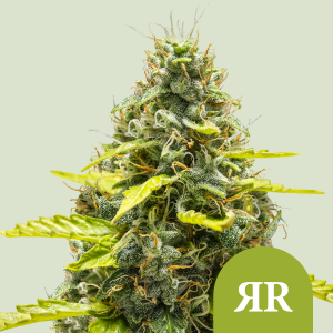 ROYAL QUEEN SEEDS - ROYAL RUNTZ AUTOMATIC FEM (USA PREMIUM)