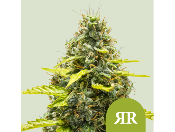 ROYAL QUEEN SEEDS - ROYAL RUNTZ AUTOMATIC FEM (USA PREMIUM)
