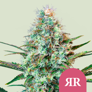 ROYAL QUEEN SEEDS - ROYAL RUNTZ FEM (USA PREMIUM)