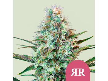 ROYAL QUEEN SEEDS - ROYAL RUNTZ FEM (USA PREMIUM)