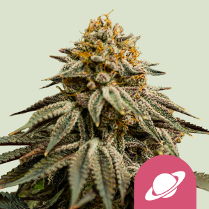 ROYAL QUEEN SEEDS - ROYAL SKYWALKER FEM (USA PREMIUM)