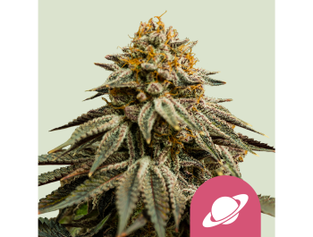 ROYAL QUEEN SEEDS - ROYAL SKYWALKER FEM (USA PREMIUM)