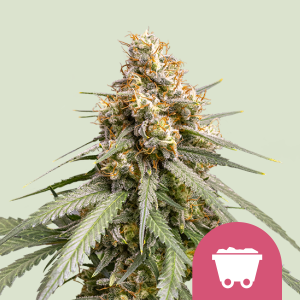 ROYAL QUEEN SEEDS - SHINING SILVER HAZE FEM