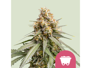 ROYAL QUEEN SEEDS - SHINING SILVER HAZE FEM
