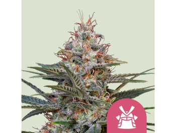 ROYAL QUEEN SEEDS - SHOGUN FEM