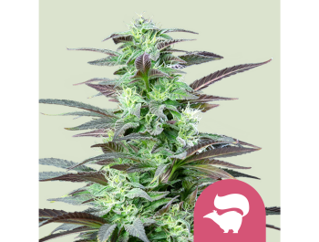 ROYAL QUEEN SEEDS - SKUNK XL FEM