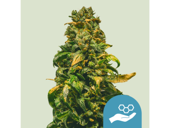 ROYAL QUEEN SEEDS - SOLOMATIC CBD AUTO